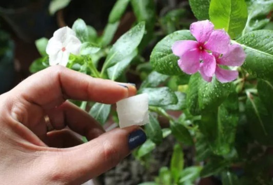 फिटकरी को पौधे में डालने से क्या होता है